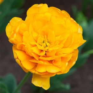 Tulipa ‘Yellow Pompenette’ – Tulip ‘Yellow Pompenette’ – get a quote