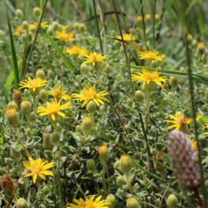 Heterotheca villosa – Chrysopsis villosa – Hairy Golden Aster – Chrysopsis – get a quote