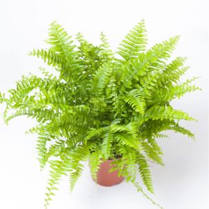 Nephrolepis exaltata ‘Bostoniensis’  – Nephrolepis exaltata ‘Boston Fern’ – Sword Fern – get a quote