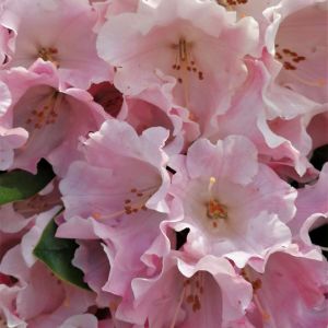 Rhododendron ‘Mardi Gras’ – Azaleas – get a quote