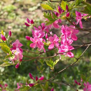 Rhododendron albrechtii – Azaleas – get a quote