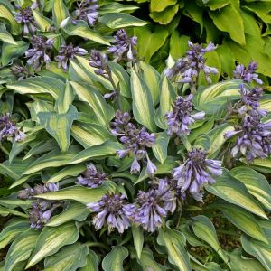Hosta ‘June’ – Plantain Lily ‘June’ get a quote