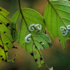 Dogwood Sawfly – Macremphytus tarsatus get a quote