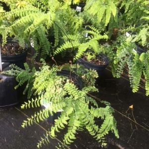 Adiantum pedatum – Northern Maidenhair fern get a quote