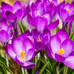 Crocus t. ‘Barr’s Purple’ – bulb get a quote