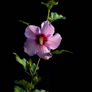 Hibiscus syriacus ‘Aphrodite’ – Rose of Sharon – Blue Hibiscus – Shrub Althea – Syrian Hibiscus get a quote