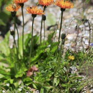 Crepis aurea – Hawk’s Beard – get a quote