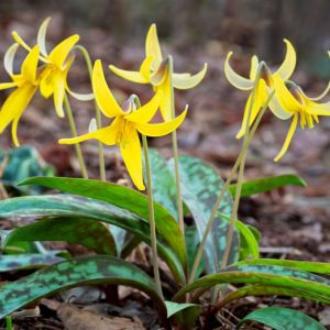 Erythronium americanum – Yellow adder’s Tongue – Yellow trout Lily – Dog’s-tooth Violet – Trout Lily – Fawn Lily – get a quote