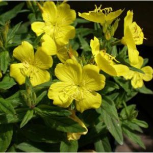 Oenothera fruticosa – Oenothera linearis – Evening Primrose – Sundrops – get a quote