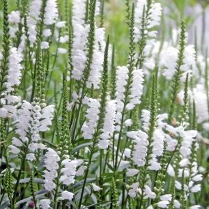 Physostegia virginiana ‘Summer Snow’ – Physostegia speciose – Obedient Plant – False Dragon Head – get a quote