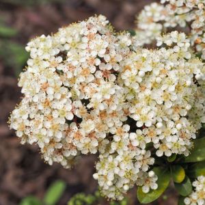 Pyracantha rogersiana f. flava – Rogers Firethorn – Firethorn – get a quote