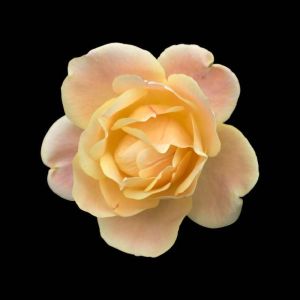 Rosa ‘Anne Harkness’ – Rose ‘Anne Harkness’ get a quote