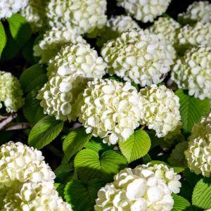 Viburnum plicatum f. plicatum – Japanese Snowball Bush get a quote