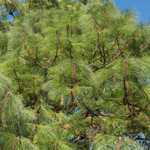 Pinus montezumae – Rough-bark Mexican Pine – Montezuma Pine – Pine – get a quote