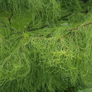 Taxodium distichum ‘Nutans’ – Bald Cypress – Swamp Cypress – get a quote