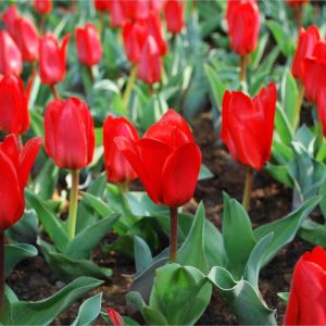 Tulipa ‘Showwinner’ – Tulip ‘Showwinner’ get a quote