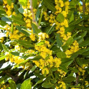 Laurus nobilis – Laurus – Laurel –  – Bay Laurel – Bay Tree – Sweet Bay – True Laurel – get a quote