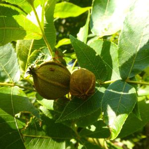 Carya cordiformis – Carya amora – Juglans cordiformis – Bitternut Hickory – Swamp Hickory – Hickory – Pecan – get a quote