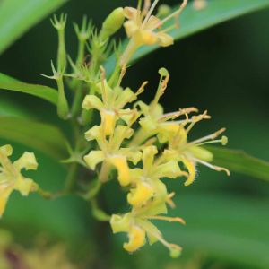 Diervilla sessilifolia – Southern Bush Honeysuckle get a quote