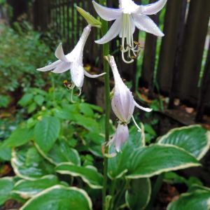 Hosta ‘Frosted Jade’ – Plantain Lily ‘Frosted Jade’ get a quote