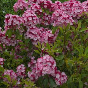 Kalmia latifolia ‘Ostbo Red’ – Calico Bush – Mountain Laurel – get a quote