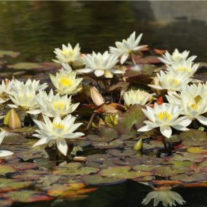 Nymphaea tetragona ‘Helvola’ – Nymphaea pygmaea ‘Helvola’ – Waterlily – get a quote