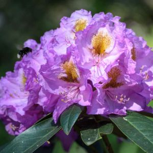 Rhododendron ‘Fastuosum Flore Pleno’ – Azaleas – get a quote