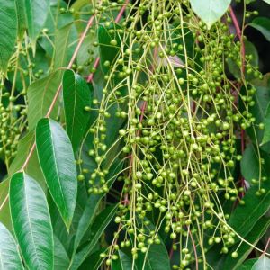 Rhus verniciflua – Toxicdendron vernicifluum – Varnish Tree – Toxicodendron – Sumac – get a quote