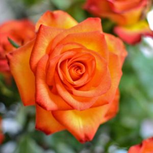 Rosa ‘Lovers Meeting’ – Rose ‘Lovers Meeting’ get a quote