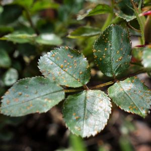 Rust on Roses get a quote