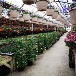 Perennials versus Annuals  get a quote