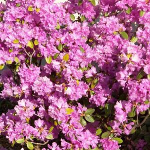 Rhododendron – Azaleas – Rhododendron – Rhododendron P.J.M. get a quote