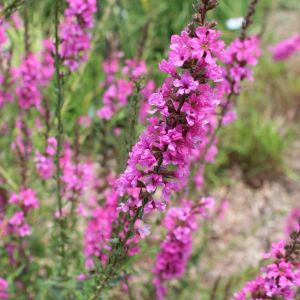 Lythrum ‘Mordens Glean’ – Morden’s Gleam Loosestrife – get a quote
