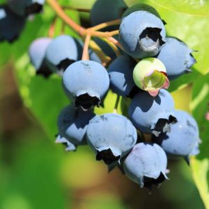Vaccinium corymbosum – Highbush blueberry – Swamp blueberry  – Blueberry – Cranberry – Huckleberry – get a quote