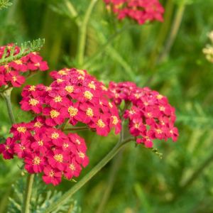 Achillea millefolium ‘Paprika’ – Paprika Common Yarrow – Yarrow – get a quote
