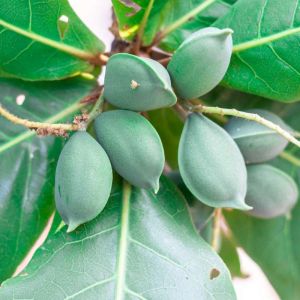 Carya illinoinensis – Hickory – Pecan – get a quote