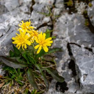 Crepis jacquinii – Hawk’s Beard – get a quote