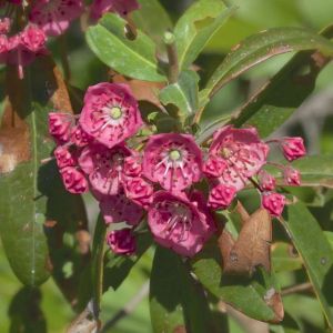 Kalmia angustifolia – Lambkill – Hobble Bush – Sheep laurel – Wicky – get a quote