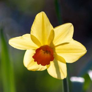 Narcissus ‘Shinng Light’ – Daffodil ‘Shinng Light’ get a quote