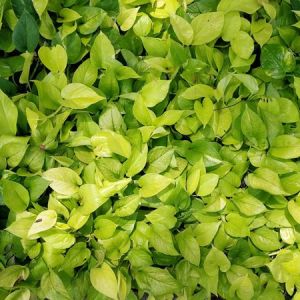 Epipremnum aureum ‘Exotica’ – Scindapsus aureus – Devil’s Ivy – Golden Pothos – get a quote