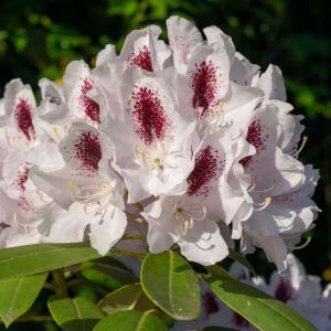 Rhododendron ‘Calsap’ – Azaleas – get a quote