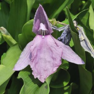 Roscoea humeana – get a quote