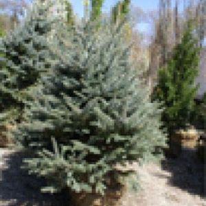 Picea pung. ‘Fat Albert’ – Fat Albert Dwarf Blue Spruce – get a quote
