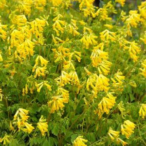 Corydalis lutea – Corydalis – get a quote