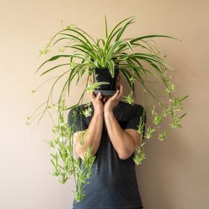 Chlorophytum – Spider plant – get a quote