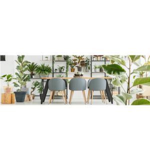 Buy Interior Plants