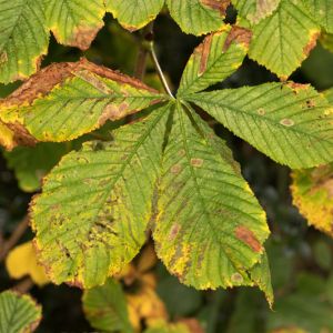 Horse Chestnut Leaf Blotch get a quote