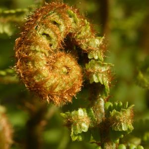 Dryopteris filix-mas ‘Barnesii’ – Male Fern – Buckler Fern – Shield Fern – Wood Fern – get a quote