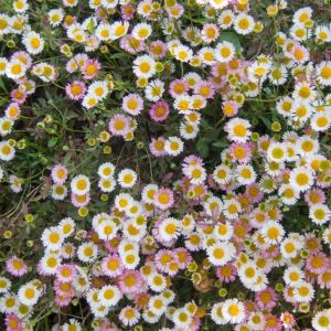 Erigeron karvinskianus ‘Profusion’ – Erigeron mucroonatus ‘Profusion’ – Mexican Daisy – Santa Barbara Daisy – Fleabane Daisy – Fleabane – get a quote