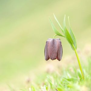 Fritillaria latifolia – Fritillary – get a quote